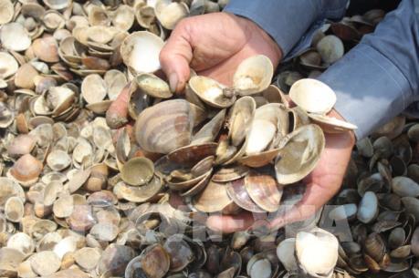 Không phát hiện ký sinh trùng Perkinsus trên ngao chết ở Hà Tĩnh