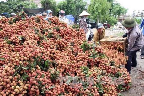 Xây dựng ngay kịch bản tổ chức sản xuất, tiêu thụ nhãn, vải