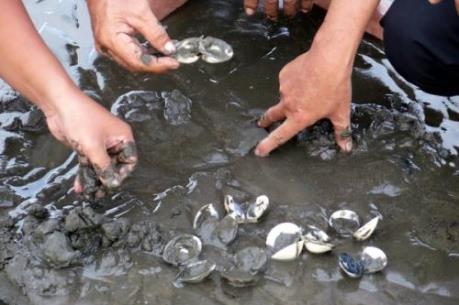 Nghêu Bến Tre chết không phải do dịch bệnh