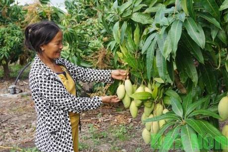 Hình thành vùng chuyên canh xoài đạt chuẩn VietGAP