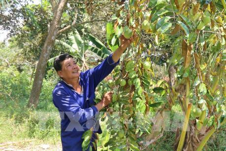 Trái vú sữa Tiền Giang trước cơ hội vàng