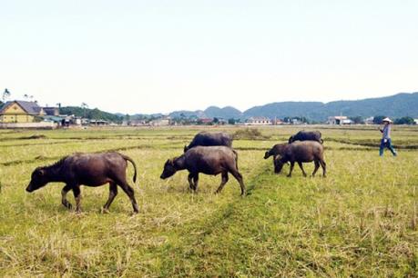 Thanh Hóa xác minh việc bắt người dân phải đóng phí đồng cỏ