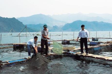 Xây dựng thương hiệu cá sông Đà