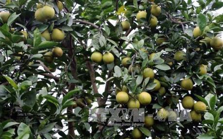 Khuyến cáo nông dân Trà Vinh không nên ồ ạt bỏ lúa để trồng cam