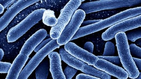 Mỹ khuyến cáo khuẩn E.coli trong rau diếp