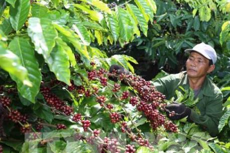 Các tỉnh Tây Nguyên sử dụng phần lớn giống mới để trồng tái canh cà phê