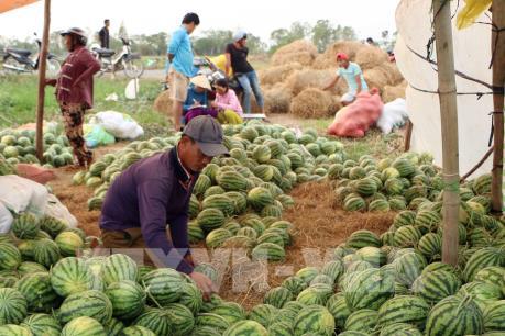 Các ngành hàng bàn giải pháp thúc đẩy tiêu thụ nông sản