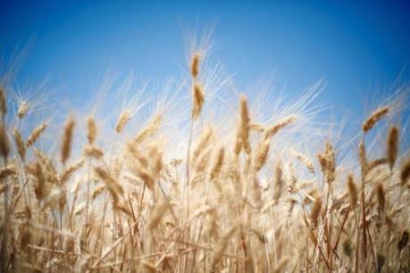 Thị trường nông sản Mỹ tuần qua: Giá lúa mỳ giảm hơn 2%