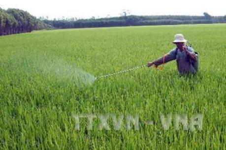 Quảng Bình hơn 3.000 ha lúa bị nhiễm bệnh vàng lá