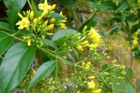 Điện Biên: Rủ nhau ăn lá ngón, hai học sinh tử vong