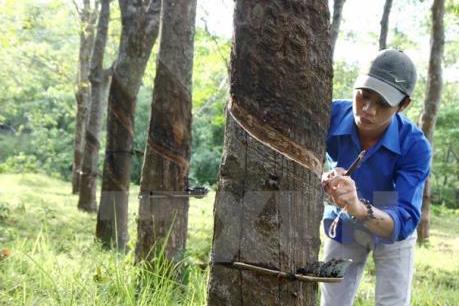 Sắp xếp, đổi mới các công ty nông, lâm nghiệp - Bài 1: Những điểm "nóng"