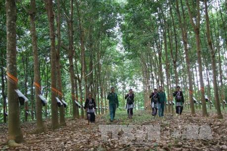 Sắp xếp, đổi mới các công ty nông, lâm nghiệp - Bài 2: Vai trò của địa phương