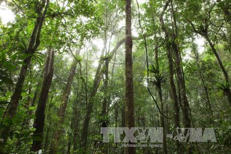 Thu dịch vụ môi trường rừng tăng gần 70%