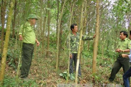 Sắp xếp, đổi mới các công ty nông, lâm nghiệp - Bài cuối: Ươm những mầm xanh