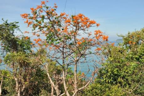 7 bé lớp 1 ngộ độc do ăn hạt quả cây ngô đồng rơi trên sân trường