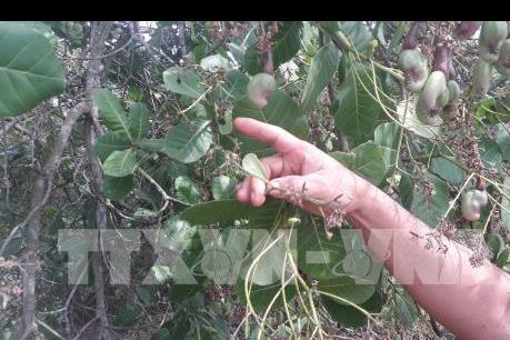 Cơ hội đưa sản phẩm điều Việt Nam vươn xa tầm thế giới