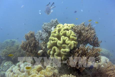Phát hiện rạn san hô khổng lồ rộng 56.000 km2 ngoài khơi Brazil
