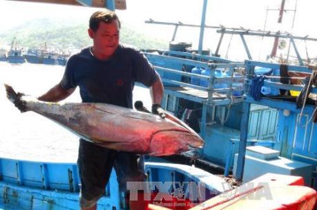 Khắc phục “thẻ vàng” IUU: Kiên Giang thi đua khai thác hải sản đúng quy định