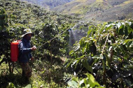 Nhân rộng cây trồng xen trong vườn cà phê