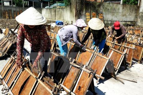 Trồng quế đem lại giá trị kinh tế cao cho người dân Yên Bái