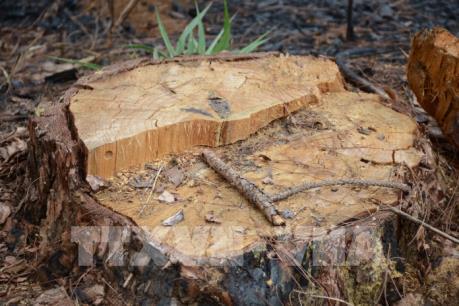 Khởi tố cán bộ kiểm lâm trong vụ phá rừng thông cộng đồng ở Tuy Đức