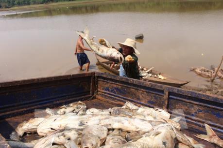 Xác định nguyên ngân ban đầu vụ 20 tấn cá chết ở Bình Hà (Bình Phước)