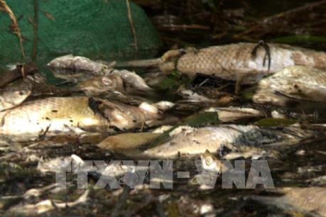 Chưa có cơ sở khẳng định nước thải từ sản xuất tinh bột nghệ làm cá chết ở Nam Anh