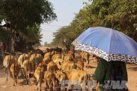 Chống thiếu nước cho vật nuôi