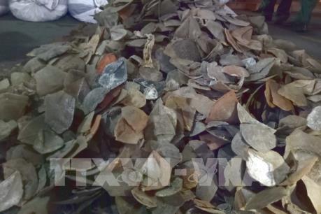  Bắt giữ gần 3,8 tấn vảy tê tê trong container cập Cảng Cát Lái