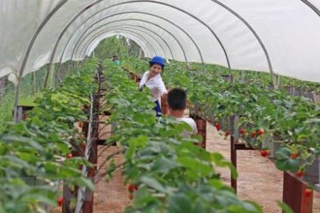 Điều kiện cấp Giấy chứng nhận doanh nghiệp nông nghiệp ứng dụng công nghệ cao