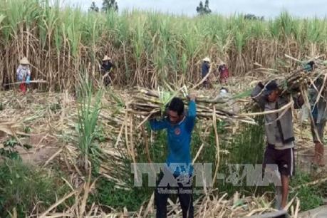 Vì sao Sóc Trăng khó khăn trong thu hoạch mía?