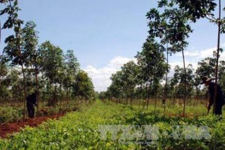 Công ty Cao su Chư sê tăng nguồn thu từ trồng xen canh