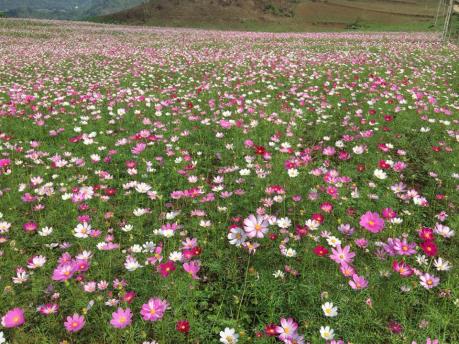 Lộng lẫy cánh đồng hoa bướm ở Khai Trung, Yên Bái