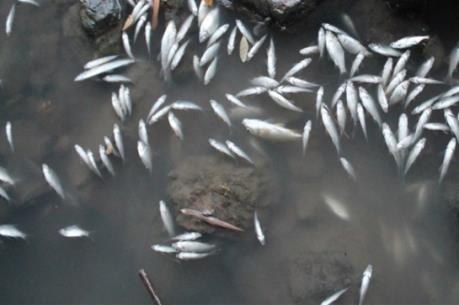 Tìm nguyên nhân cá chết nổi trắng trên sông Bàu Giang