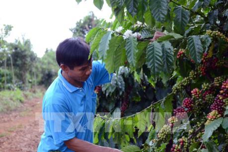 Trồng xen canh cây ăn quả ồ ạt trong vườn cà phê ở Đắk Lắk