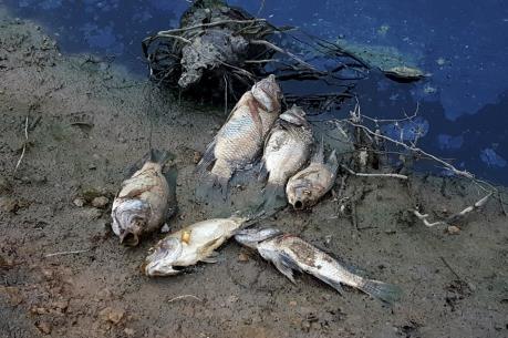 Cá chết hàng loạt ở xã Nam Tân, Hải Dương