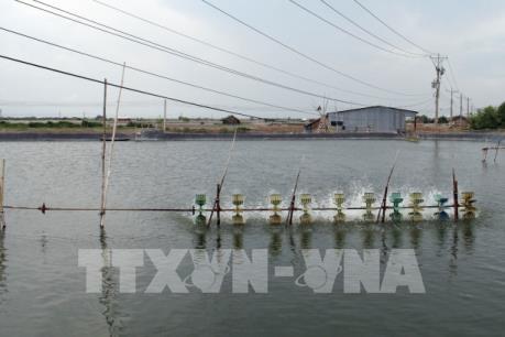 Nông dân gặp khó khi nuôi tôm công nghệ cao