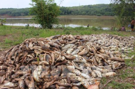 Công bố nguyên nhân cá chết đồng loạt ở Bình Phước