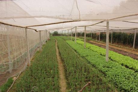 Thanh niên xã biên giới với mô hình vườn rau nhà lưới