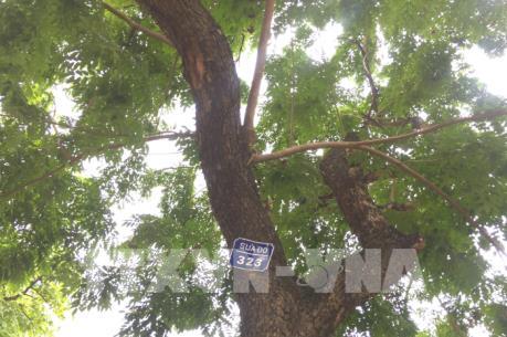 Hà Nội đánh chuyển cây thi công Ga S12 tuyến đường sắt đô thị Nhổn - Ga Hà Nội