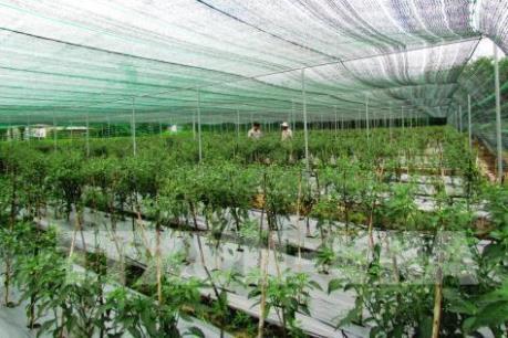 Thủ tướng yêu cầu tháo gỡ vướng mắc trong sản xuất nông nghiệp công nghệ cao