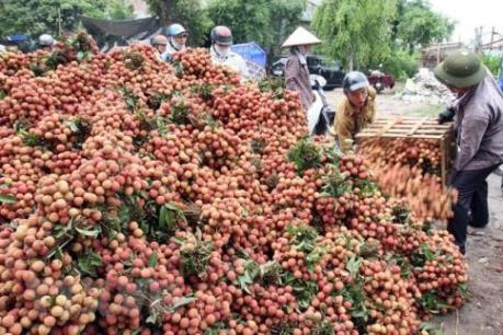 Đẩy mạnh tiêu thụ nông sản: Bắc Giang lên các phương án tiêu thụ vải thiều