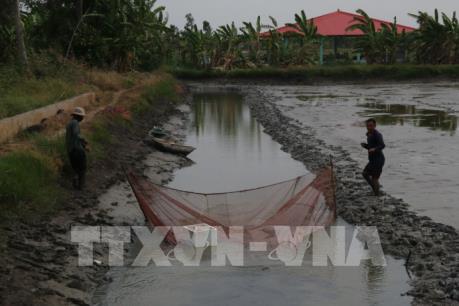 Nông dân Cà Mau lo lắng vì giá tôm thẻ giảm mạnh