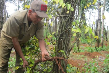 Đồng Nai cảnh báo người dân không chặt bỏ vườn tiêu bán rễ cho thương lái
