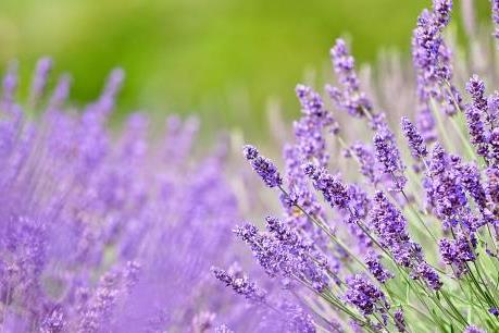 Nhiều ưu đãi lớn mùa du lịch Hè từ Vietravel