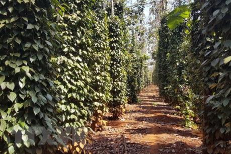 Chặt tiêu để lấy rễ bán: Có dấu hiệu bất thường