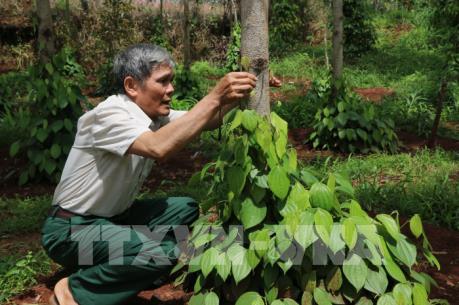 Phát triển bền vững ngành hồ tiêu - Bài 1: Vỡ quy hoạch