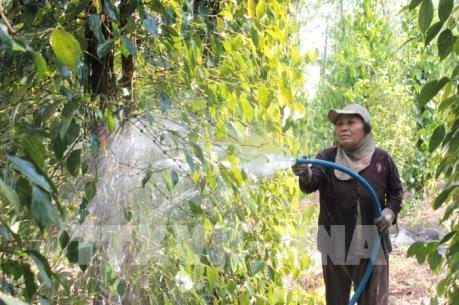 Phát triển bền vững ngành hồ tiêu- Bài 2: Hắt héo theo hồ tiêu