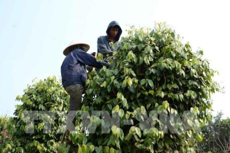 Phát triển bền vững ngành hồ tiêu - Bài cuối: Giữ vững thương hiệu hồ tiêu Việt