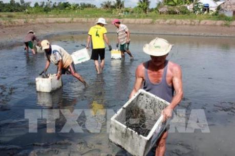 Bạc Liêu khuyến cáo người nuôi tôm không nên bán tháo để tránh thua lỗ